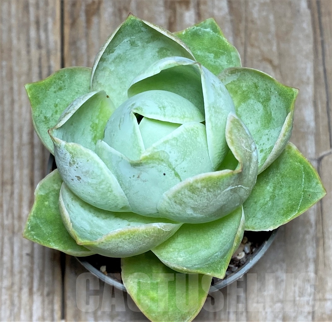 SHPR14612 Greenovia sp. - immagine 2