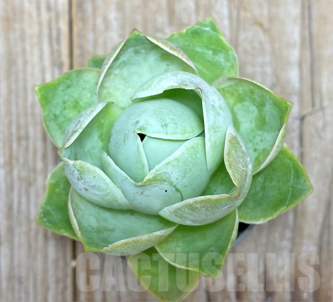 SHPR14612 Greenovia sp.