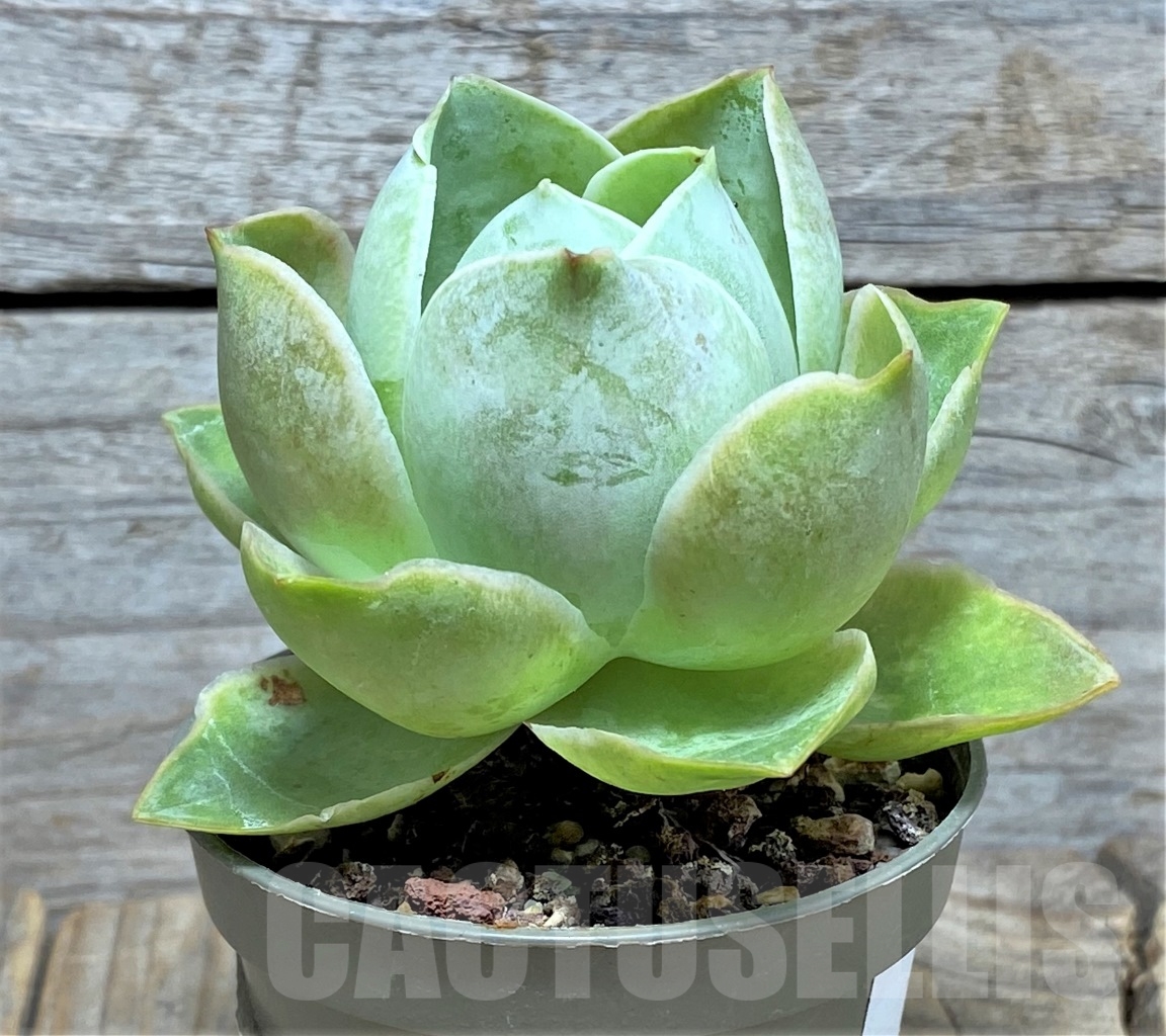 SHPR14612 Greenovia sp. - immagine 3