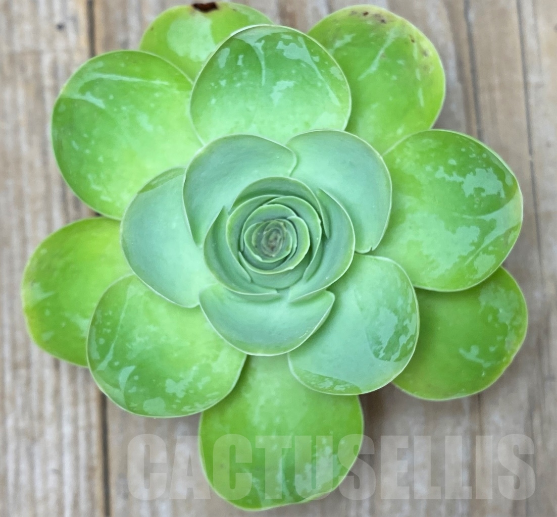 SHPR14613 Greenovia sp.