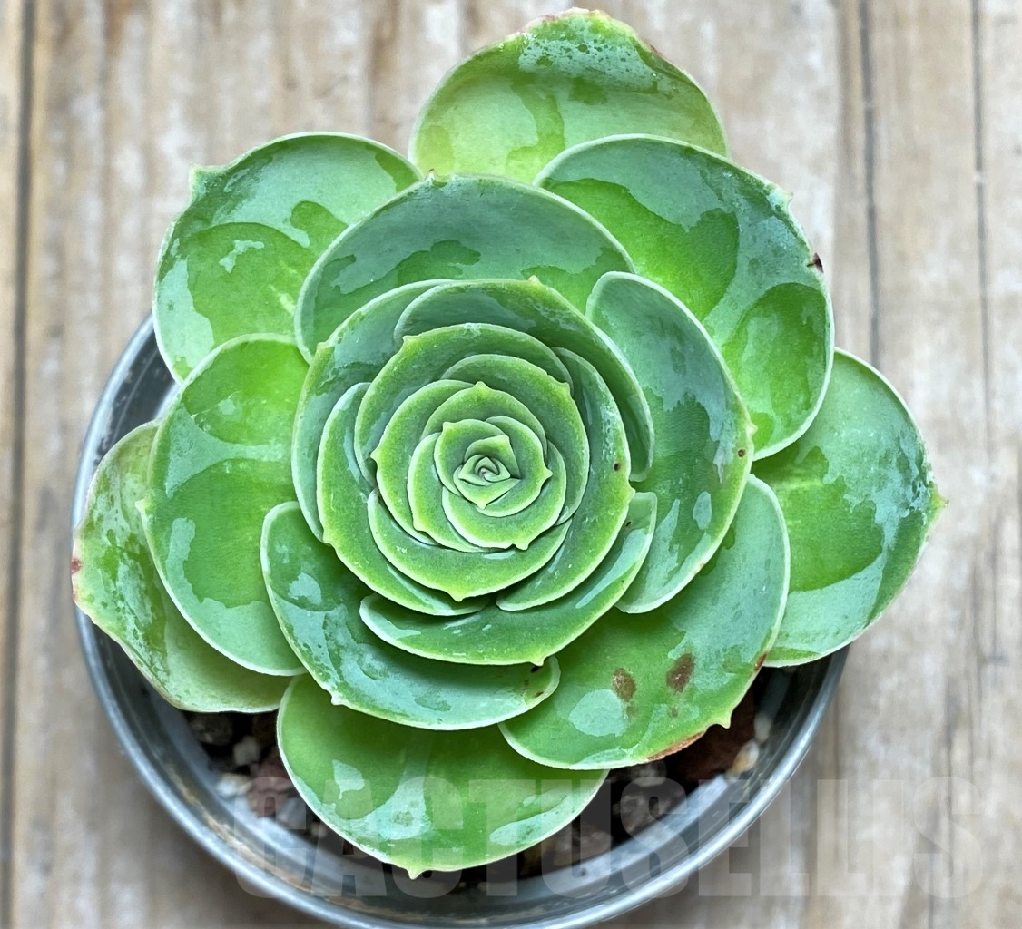 SHPR14614 Greenovia sp.