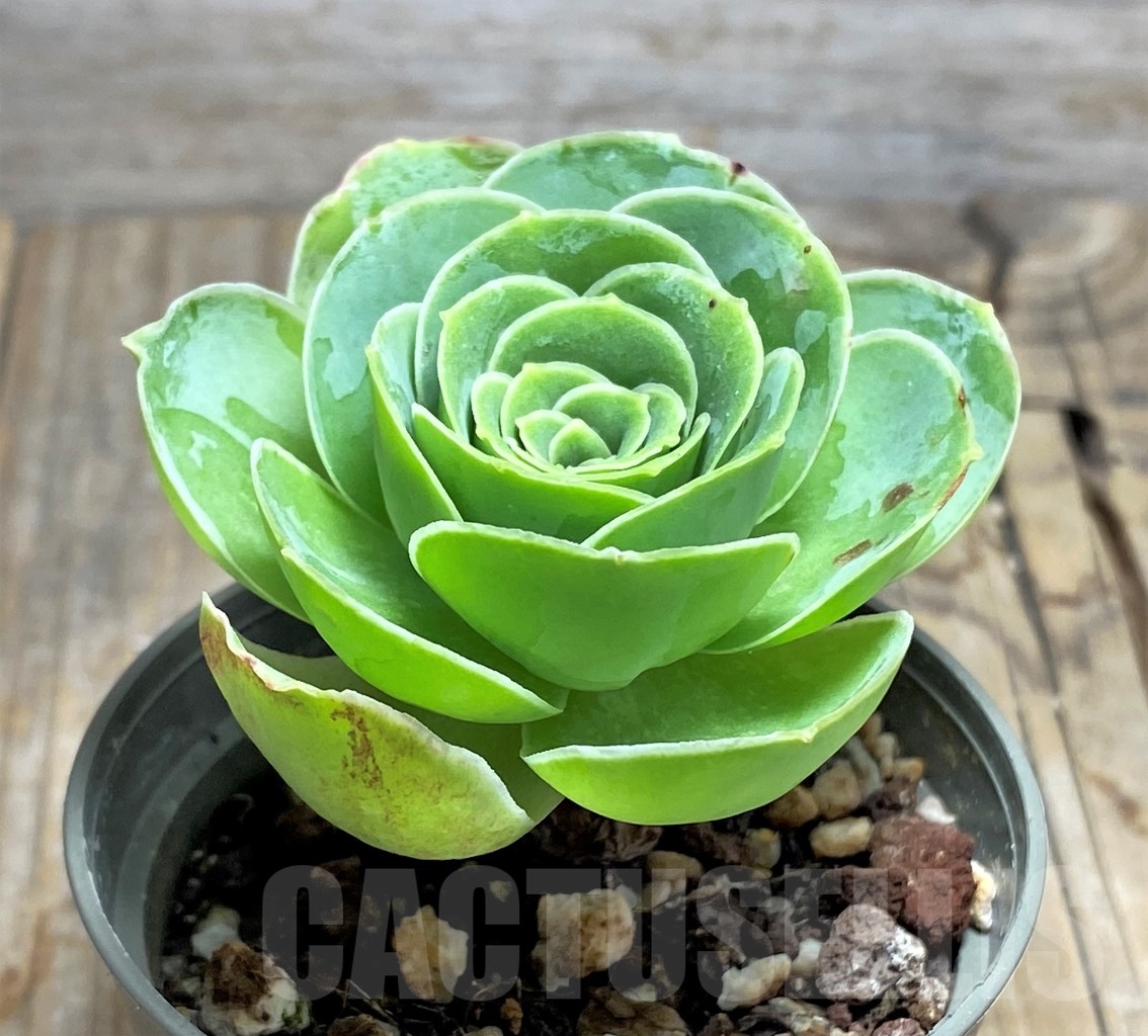 SHPR14614 Greenovia sp. - 画像 (2)