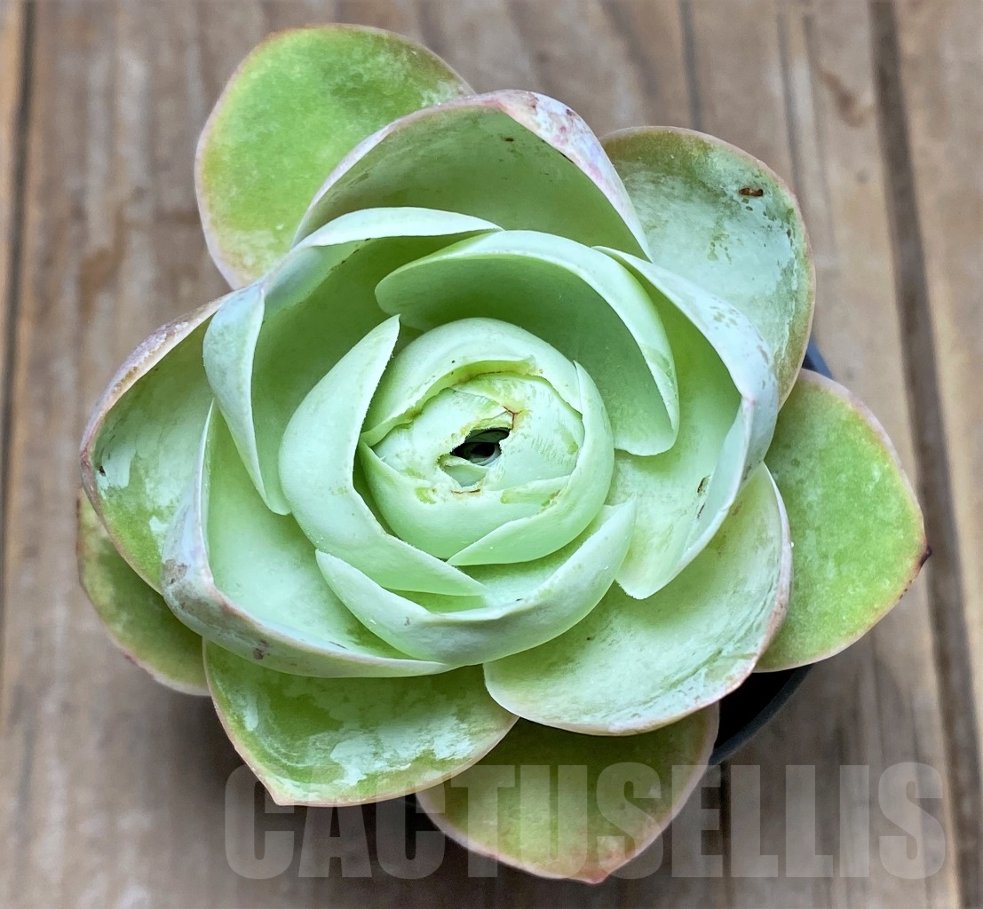 SHPR14615 Greenovia sp.