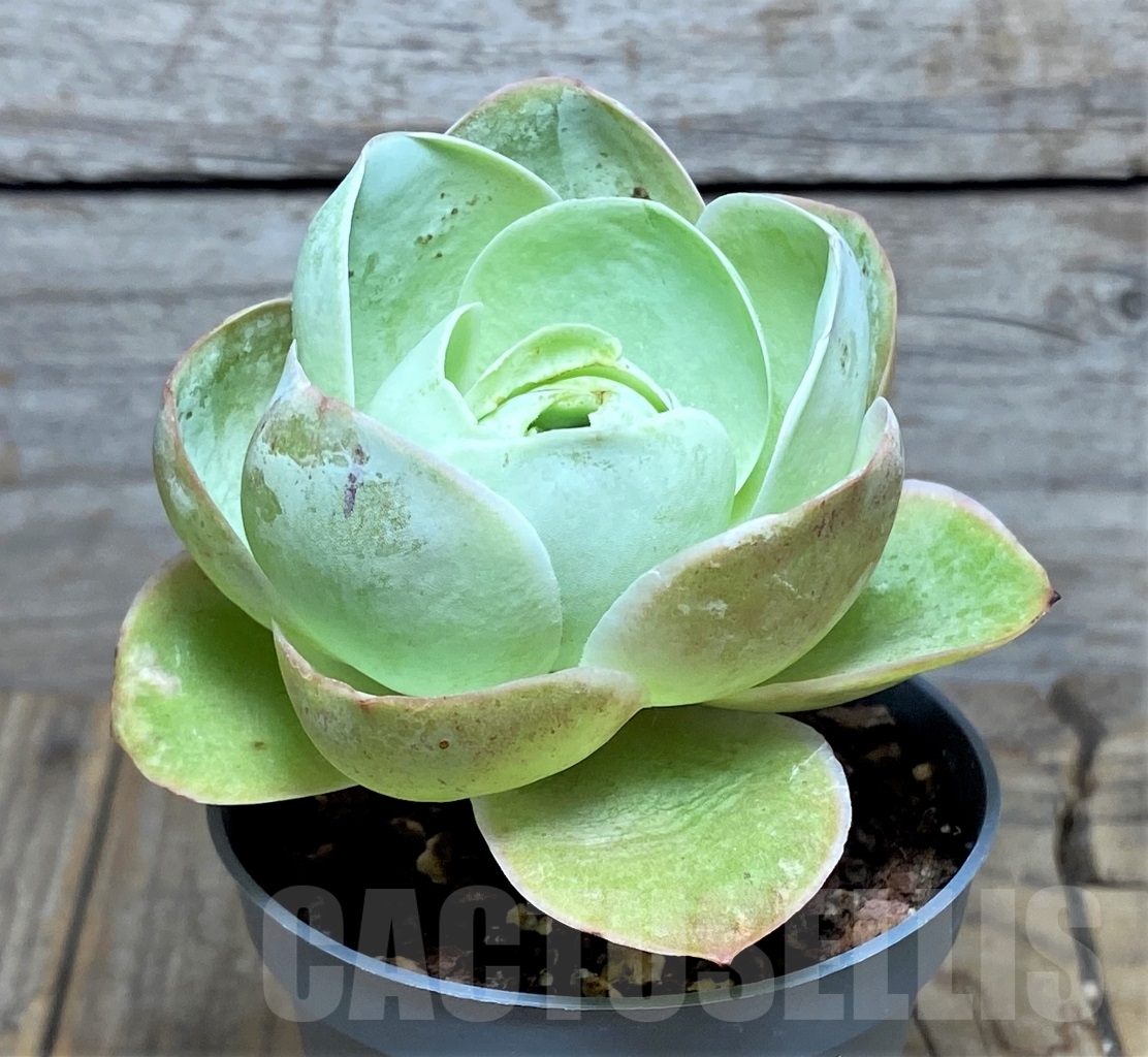 SHPR14615 Greenovia sp. - Image 2