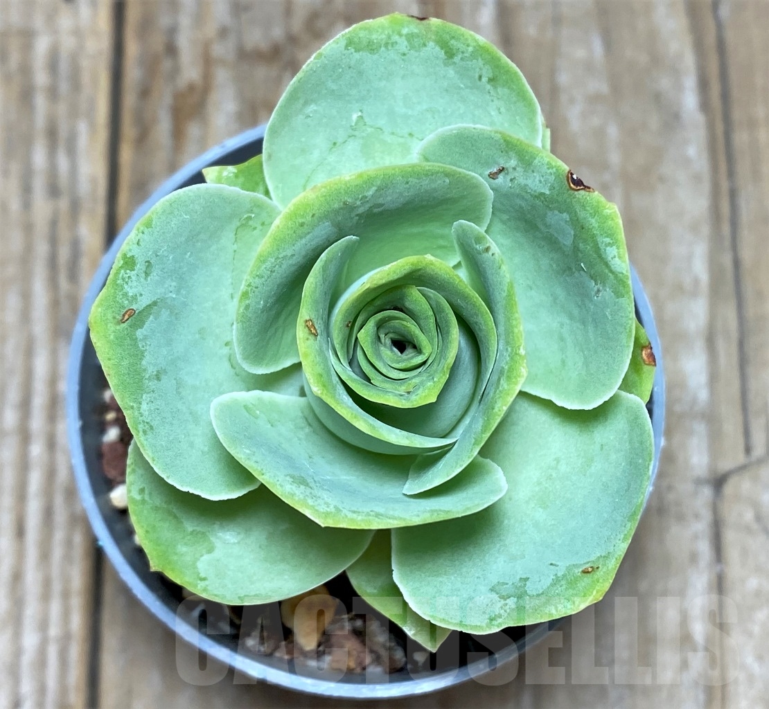 SHPR14616 Greenovia sp.