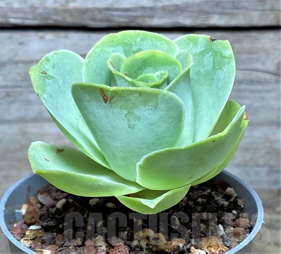 SHPR14616 Greenovia sp. - Image 2