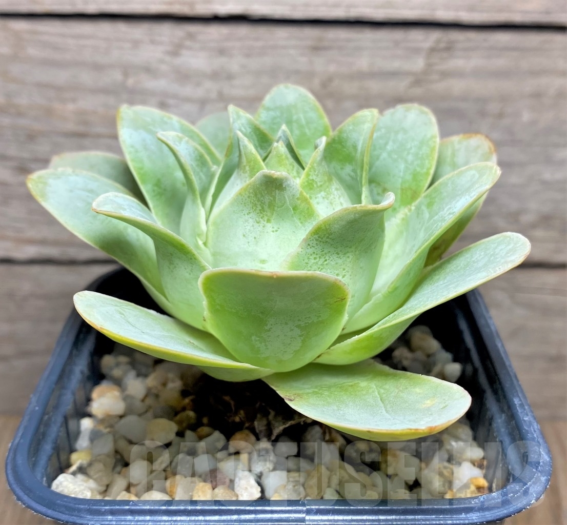 SHPR14617 Greenovia sp. - Image 2