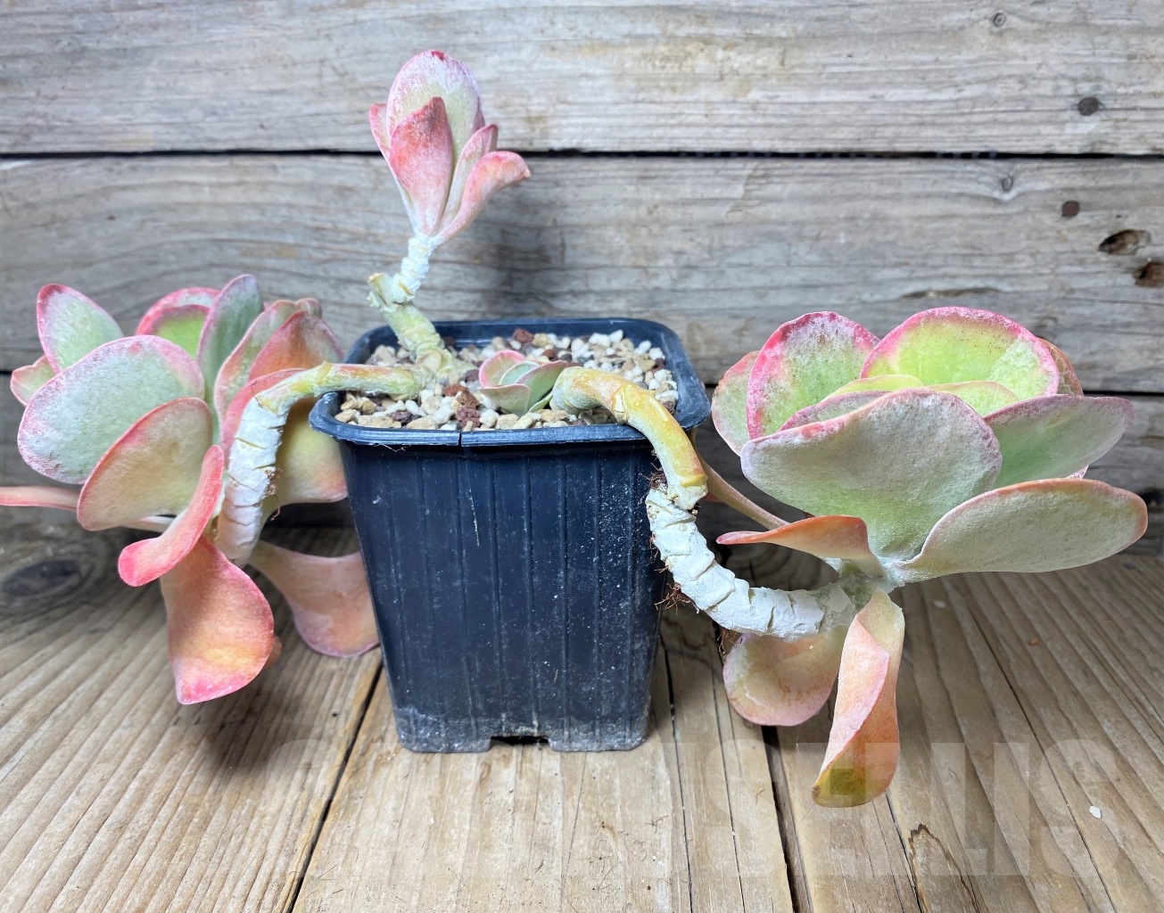 SHPR14621 Kalanchoe thyrsiflora f. variegata - Image 2