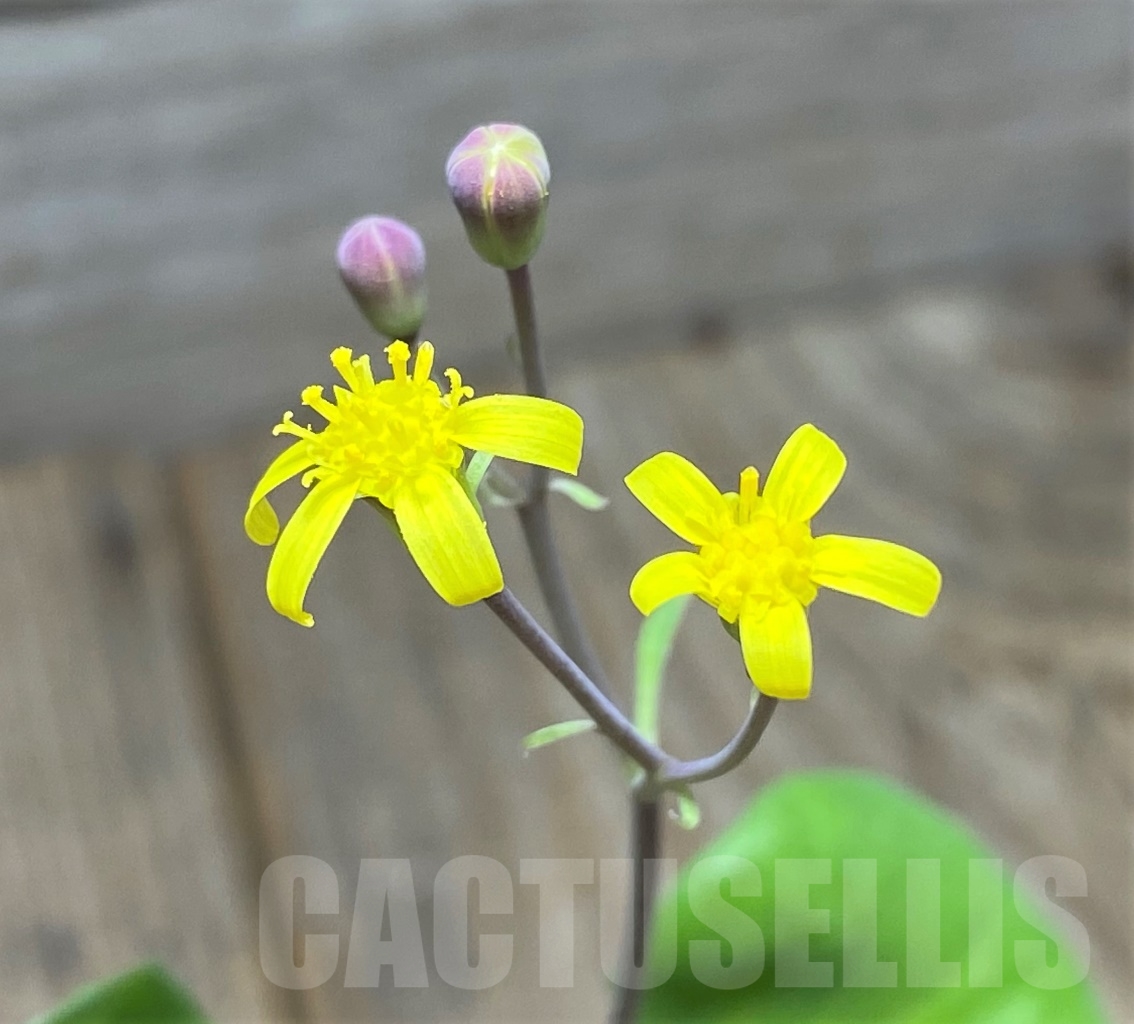 SHPR9903 Othonna herrei -Stinkfonteinberg-