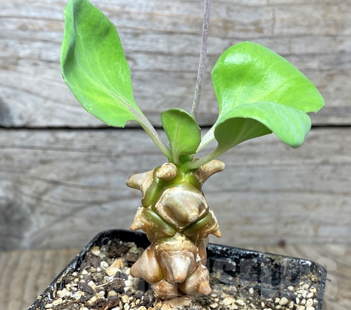 SHPR9903 Othonna herrei -Stinkfonteinberg- - Image 2