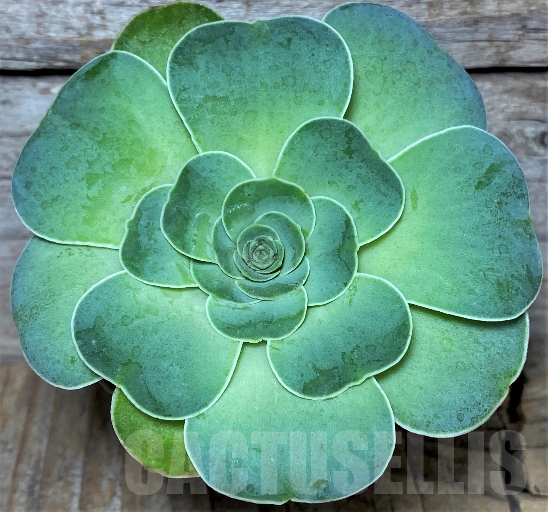 SHPR14630 Greenovia sp.