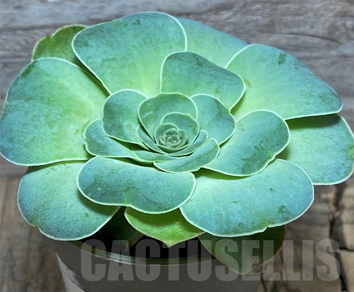 SHPR14630 Greenovia sp. - Image 2