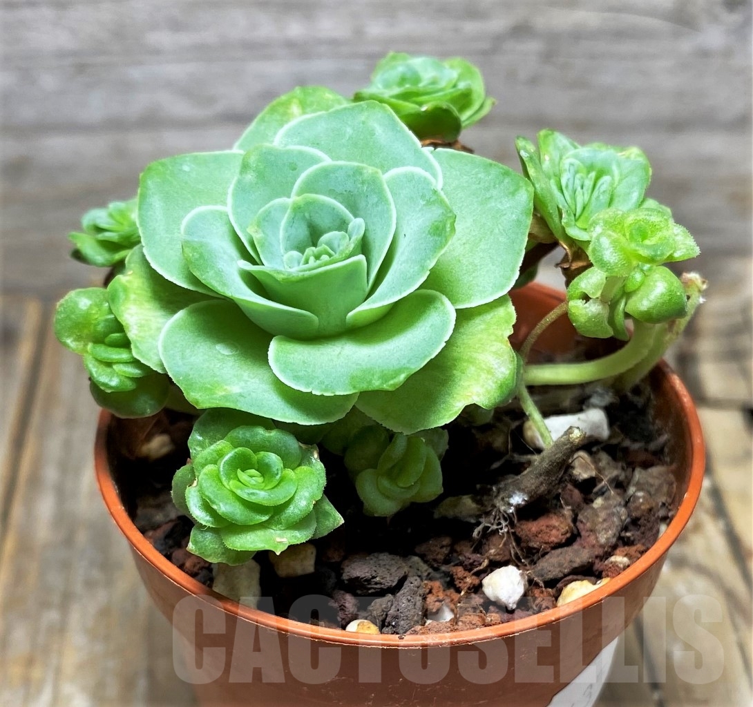 SHPR14635 Greenovia sp.