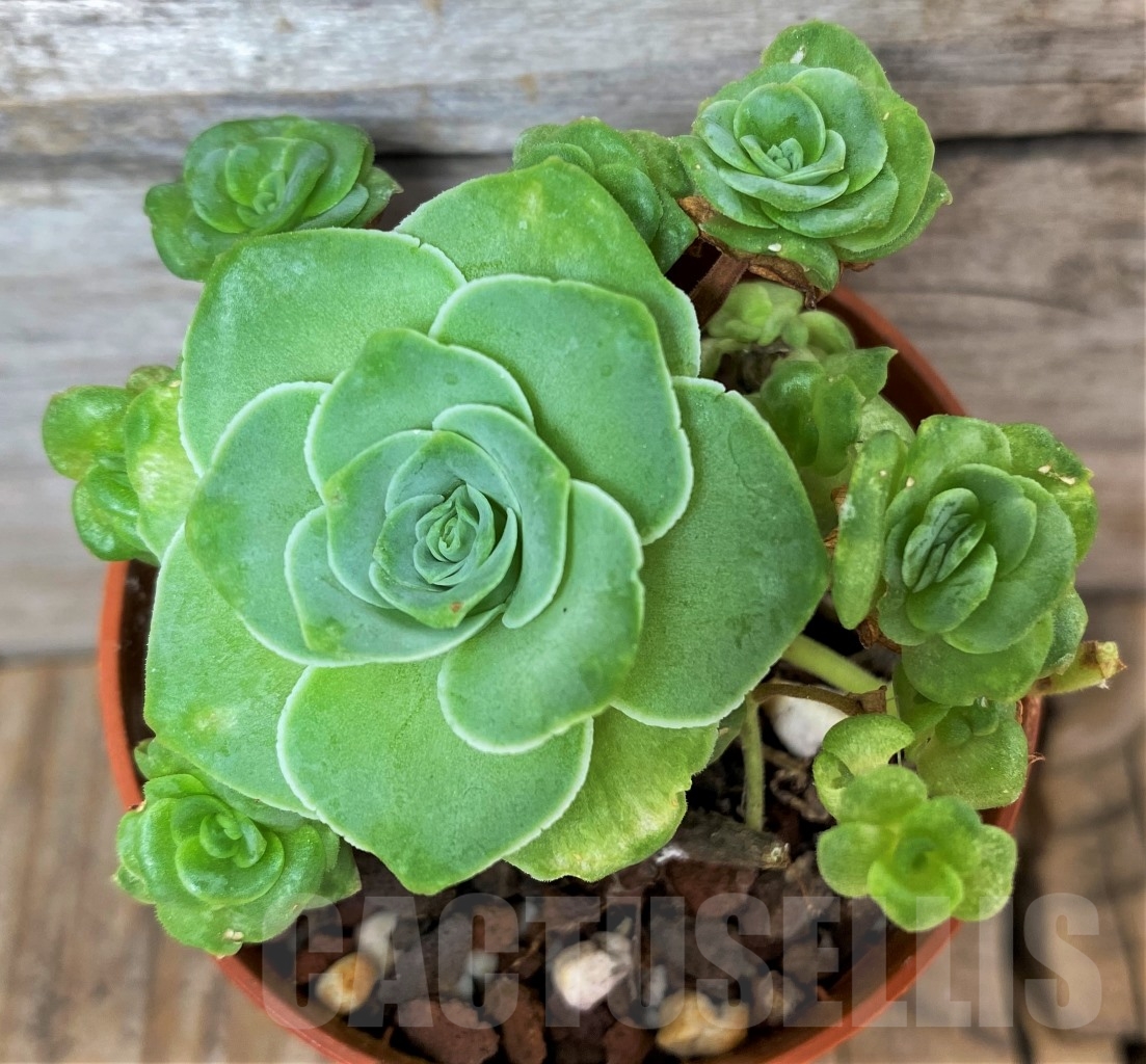 SHPR14635 Greenovia sp. - Image 2