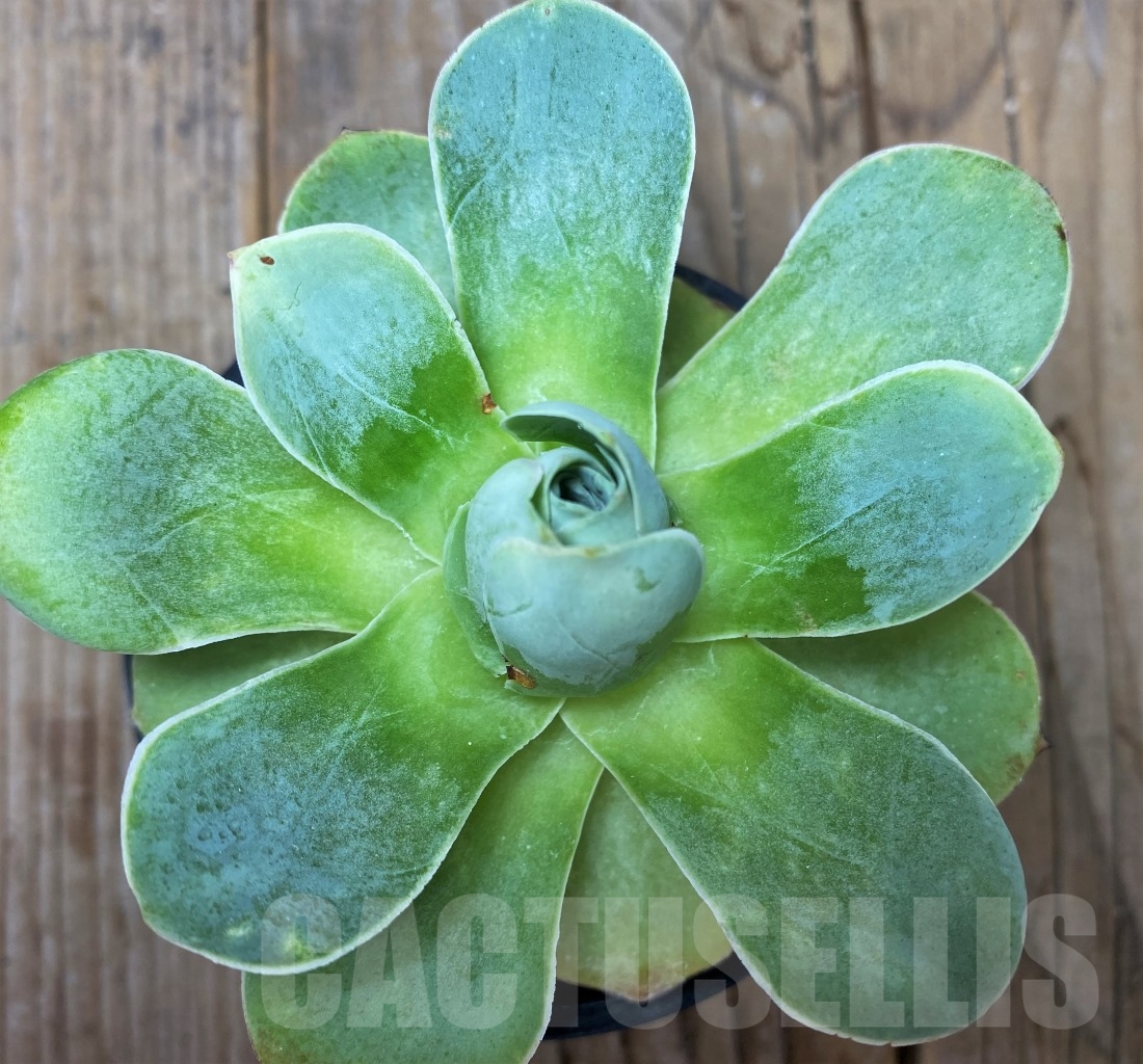 SHPR14636 Greenovia sp. - Image 2