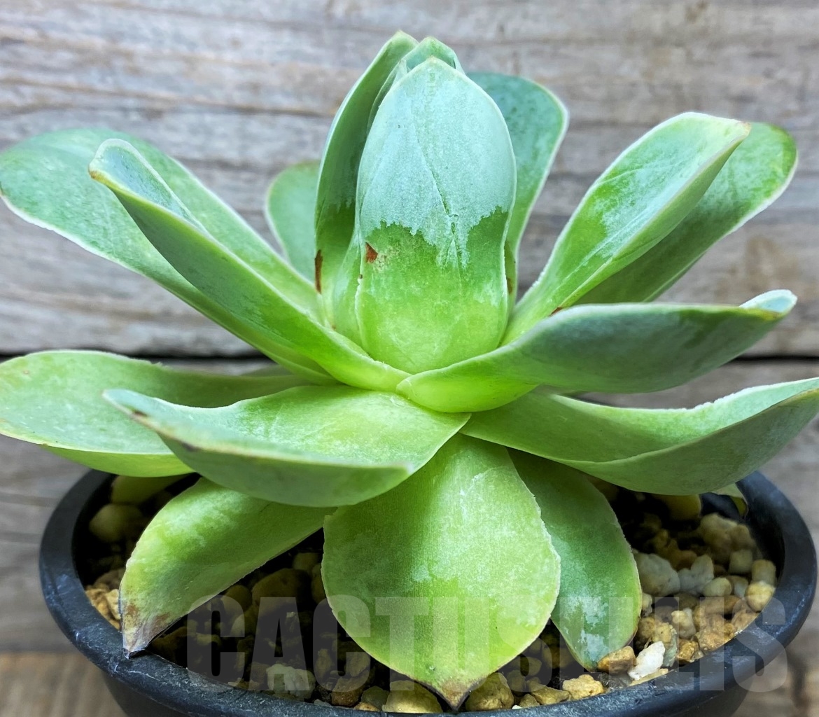 SHPR14636 Greenovia sp. - Image 3