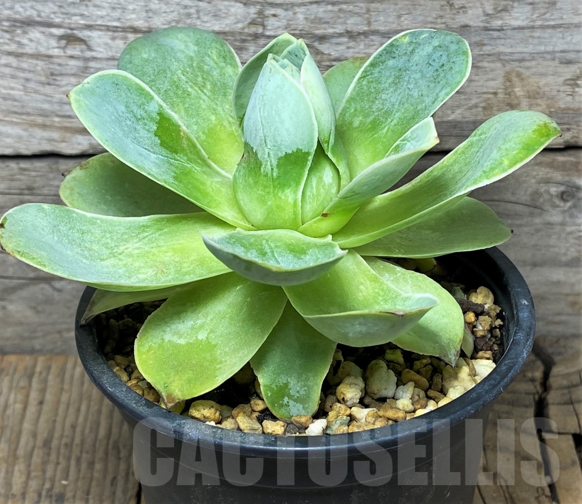 SHPR14636 Greenovia sp.