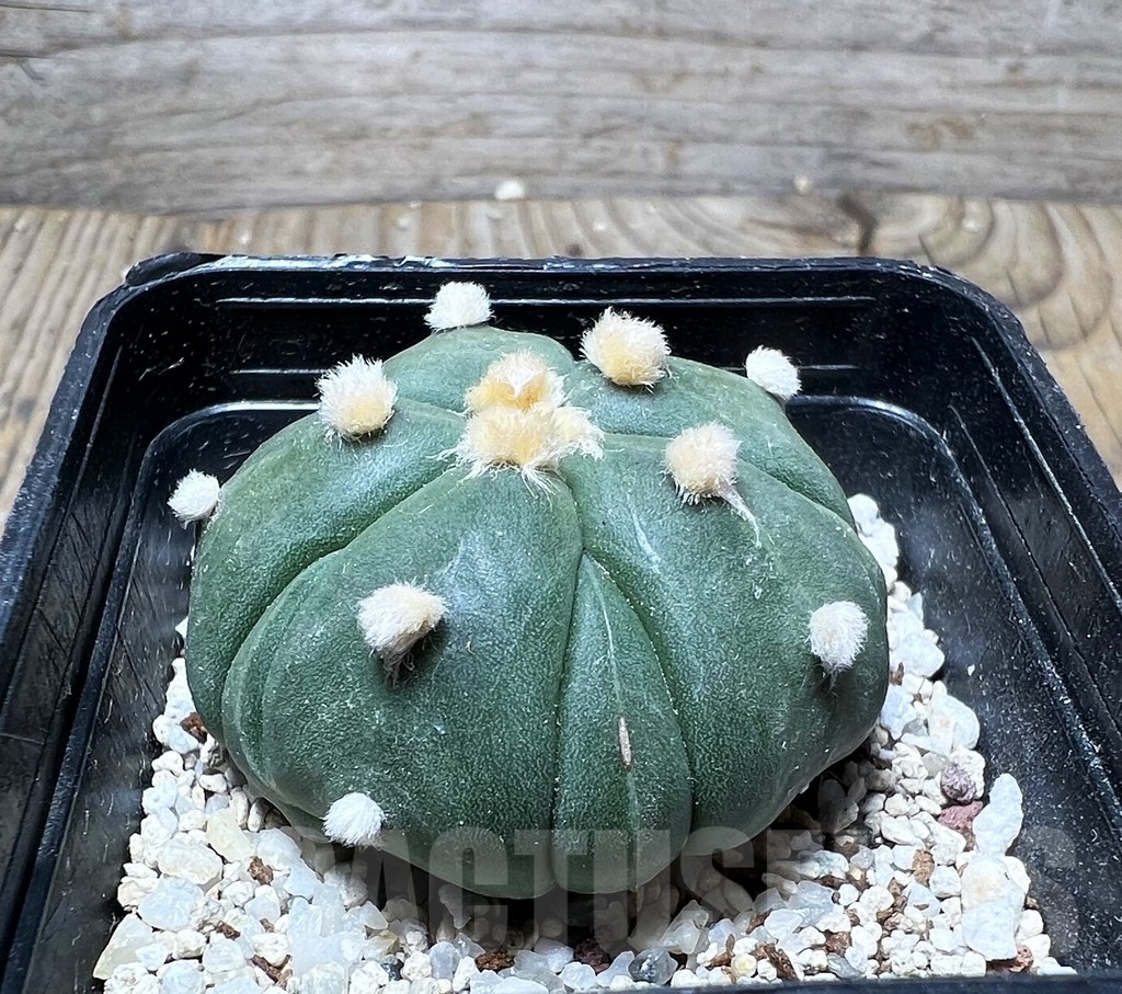 SHPR14772 Astrophytum asterias 'Kikko' 5 ribs - Image 2