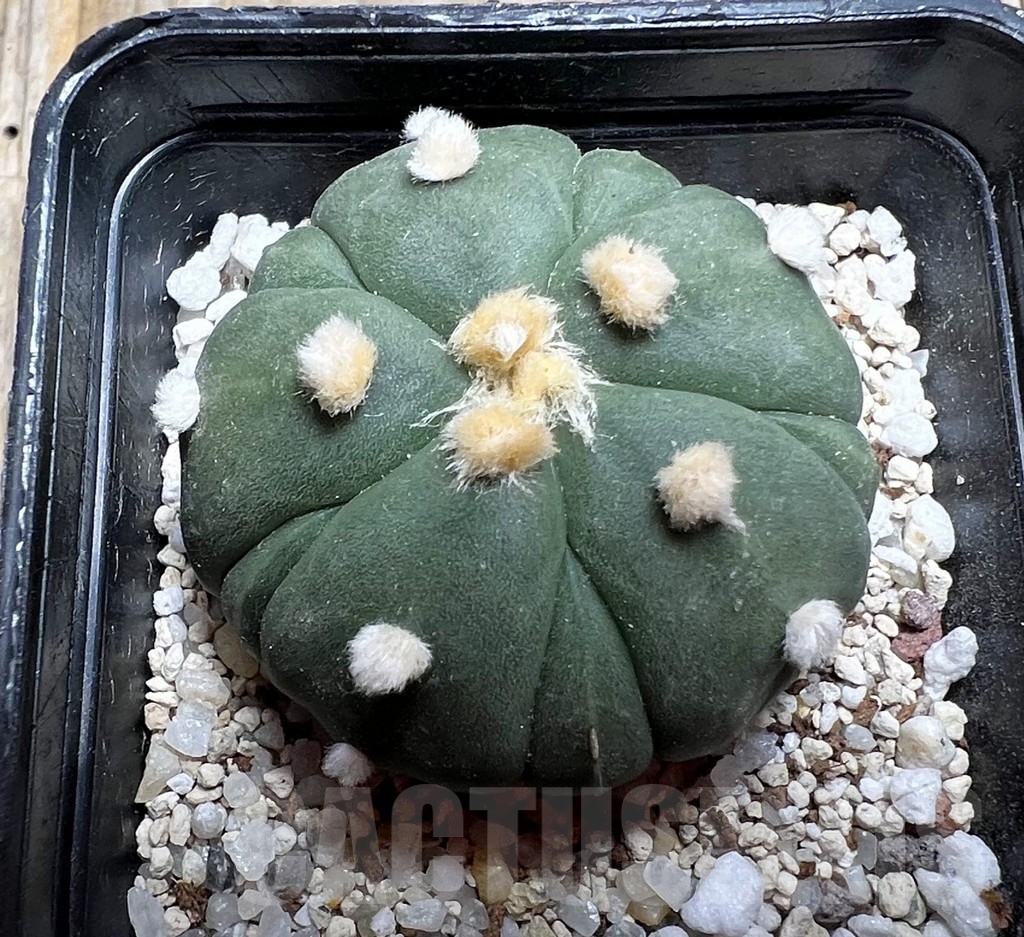 SHPR14772 Astrophytum asterias 'Kikko' 5 ribs