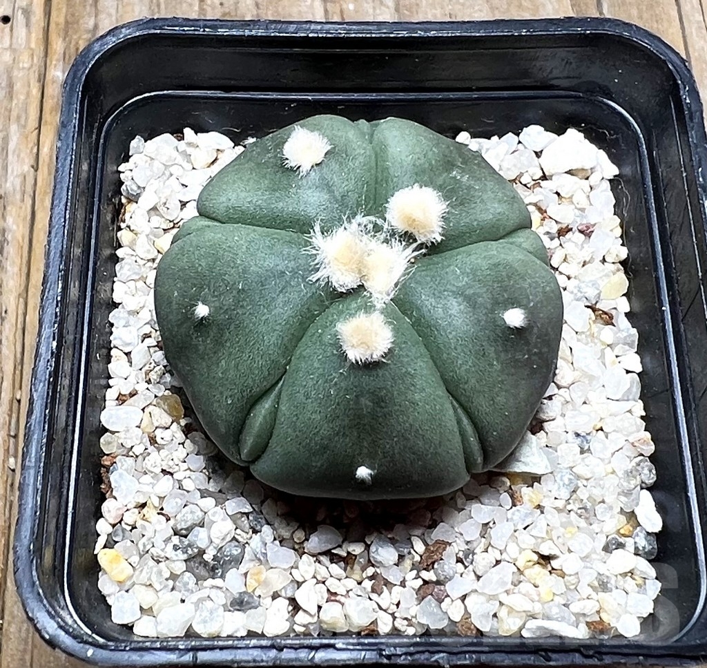 SHPR14774 Astrophytum asterias 'Kikko' 5 ribs