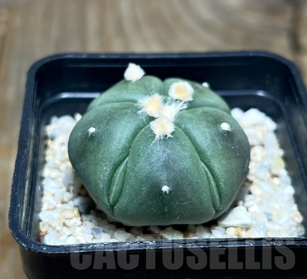 SHPR14774 Astrophytum asterias 'Kikko' 5 ribs - Image 2