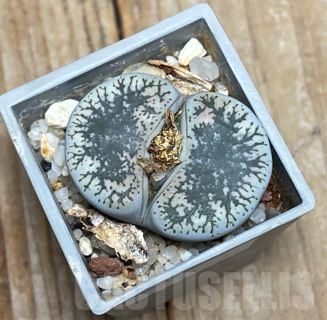 SHPR14637 Lithops lesliei v. venteri