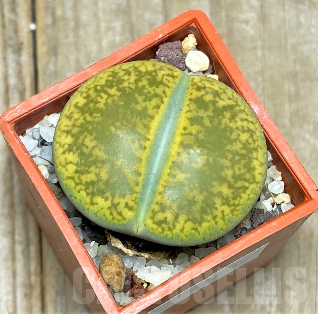 SHPR14639 Lithops aucampiae 'Jackson's Jade'