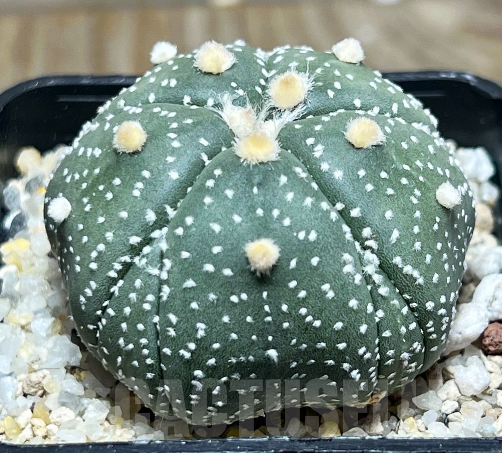 SHPR14776 Astrophytum asterias 'Kikko' 5 ribs - Image 2