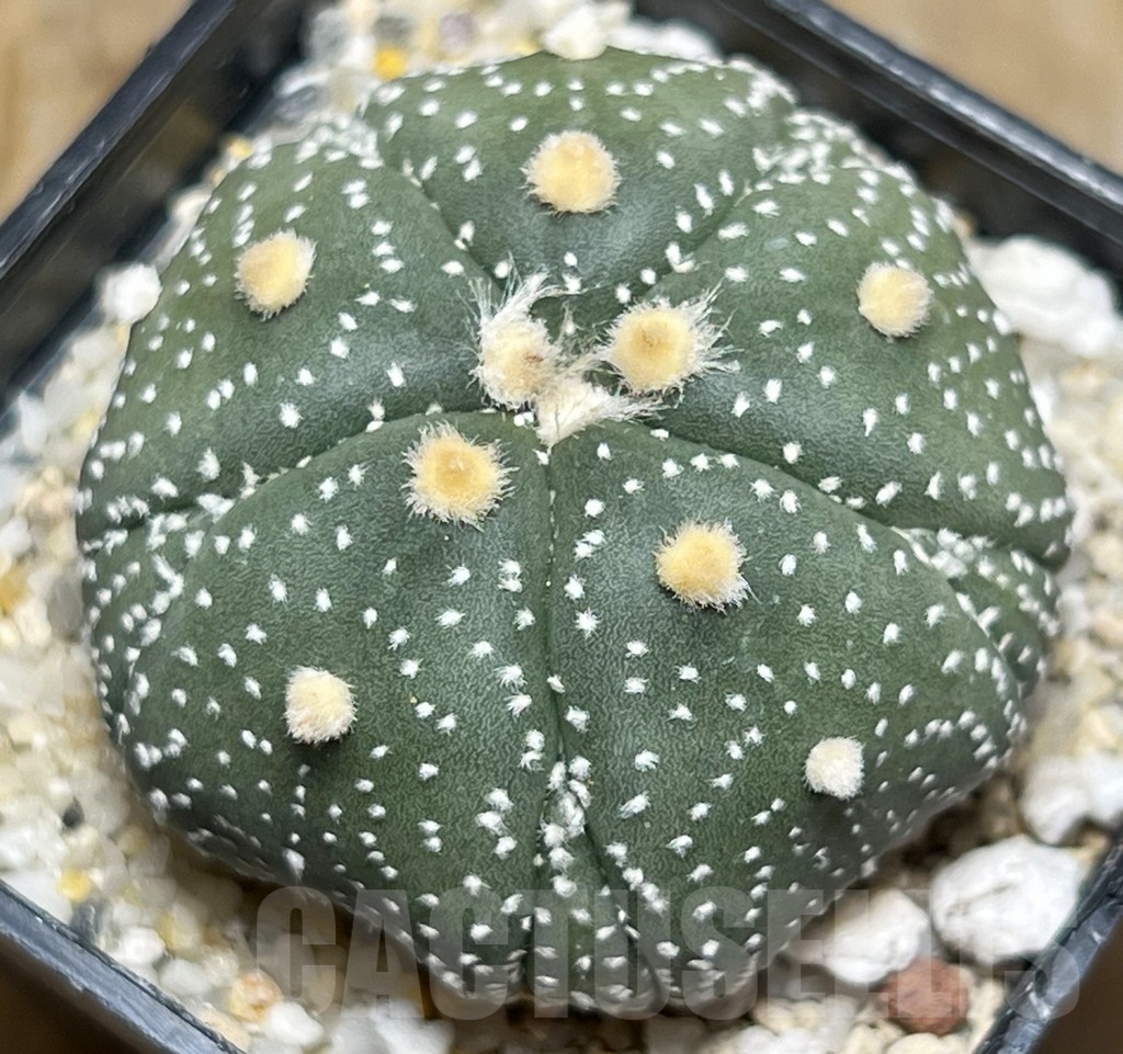 SHPR14776 Astrophytum asterias 'Kikko' 5 ribs
