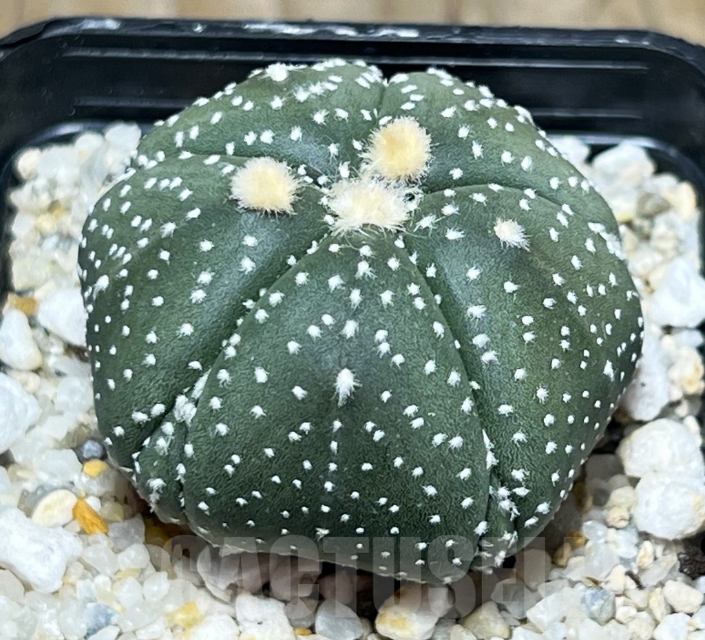 SHPR14777 Astrophytum asterias 'Kikko' 5 ribs - Image 2