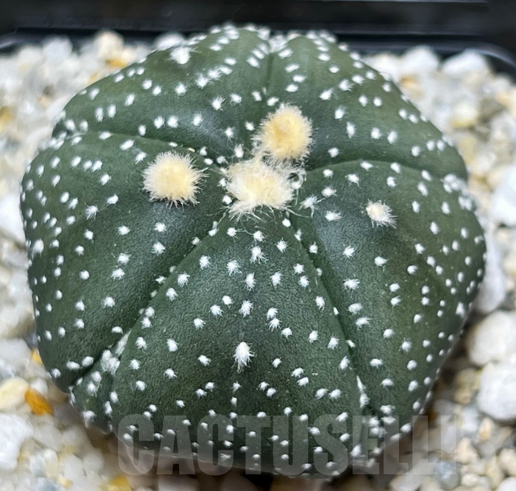 SHPR14777 Astrophytum asterias 'Kikko' 5 ribs