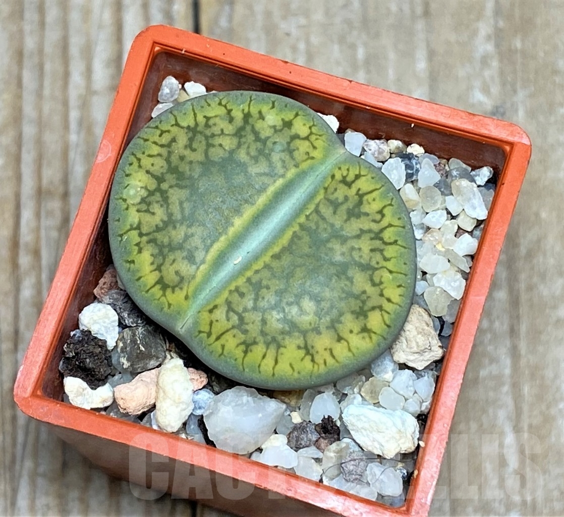 SHPR14642 Lithops aucampiae 'Jackson's Jade'