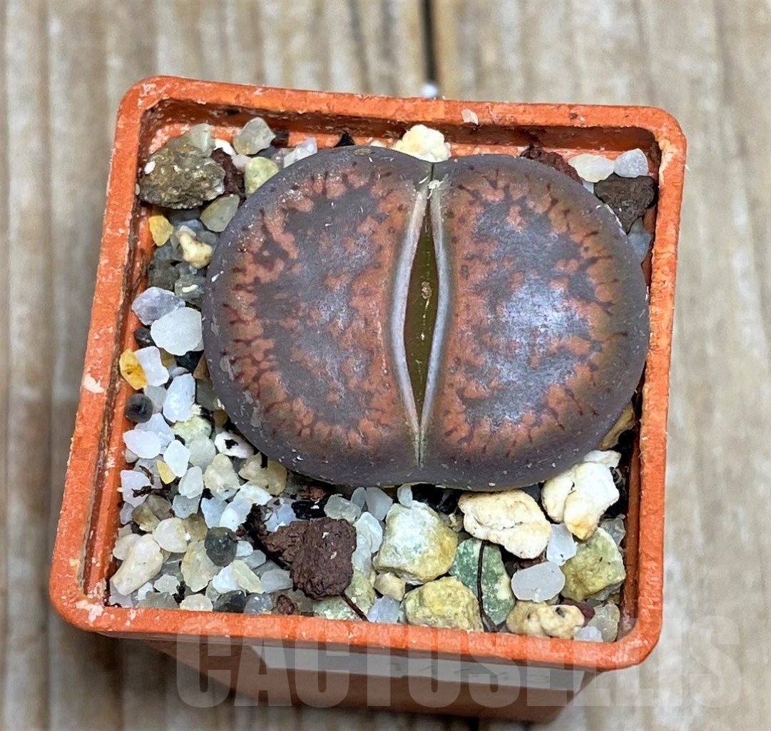 SHPR14643 Lithops aucampiae v. aucampiae