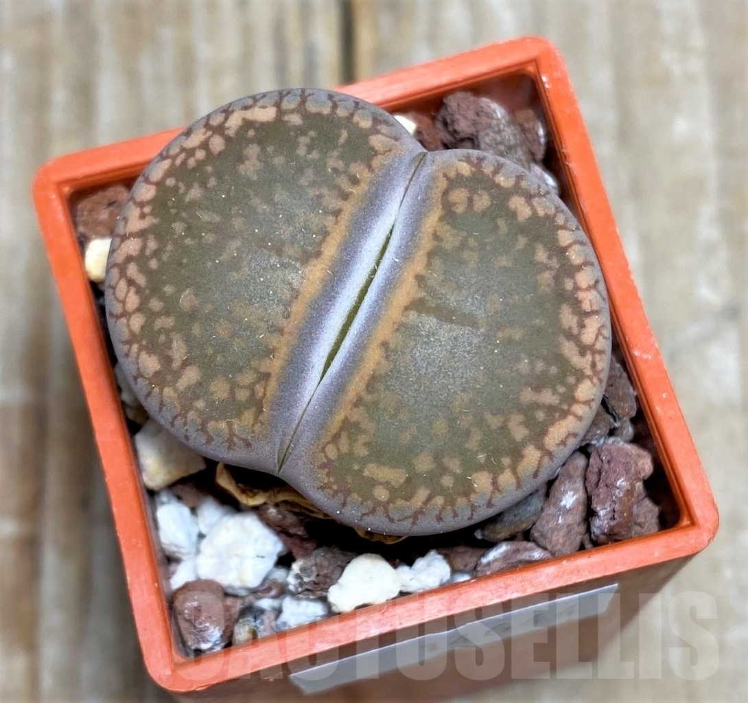 SHPR14644 Lithops aucampiae v. aucampiae