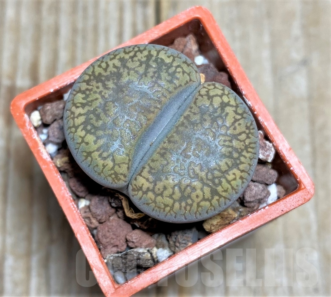 SHPR14645 Lithops aucampiae v. aucampiae