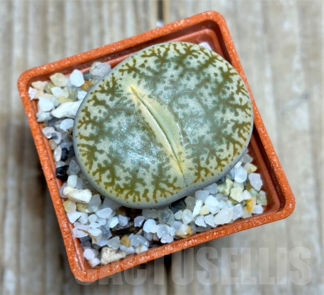 SHPR14646 Lithops pseudotruncatella