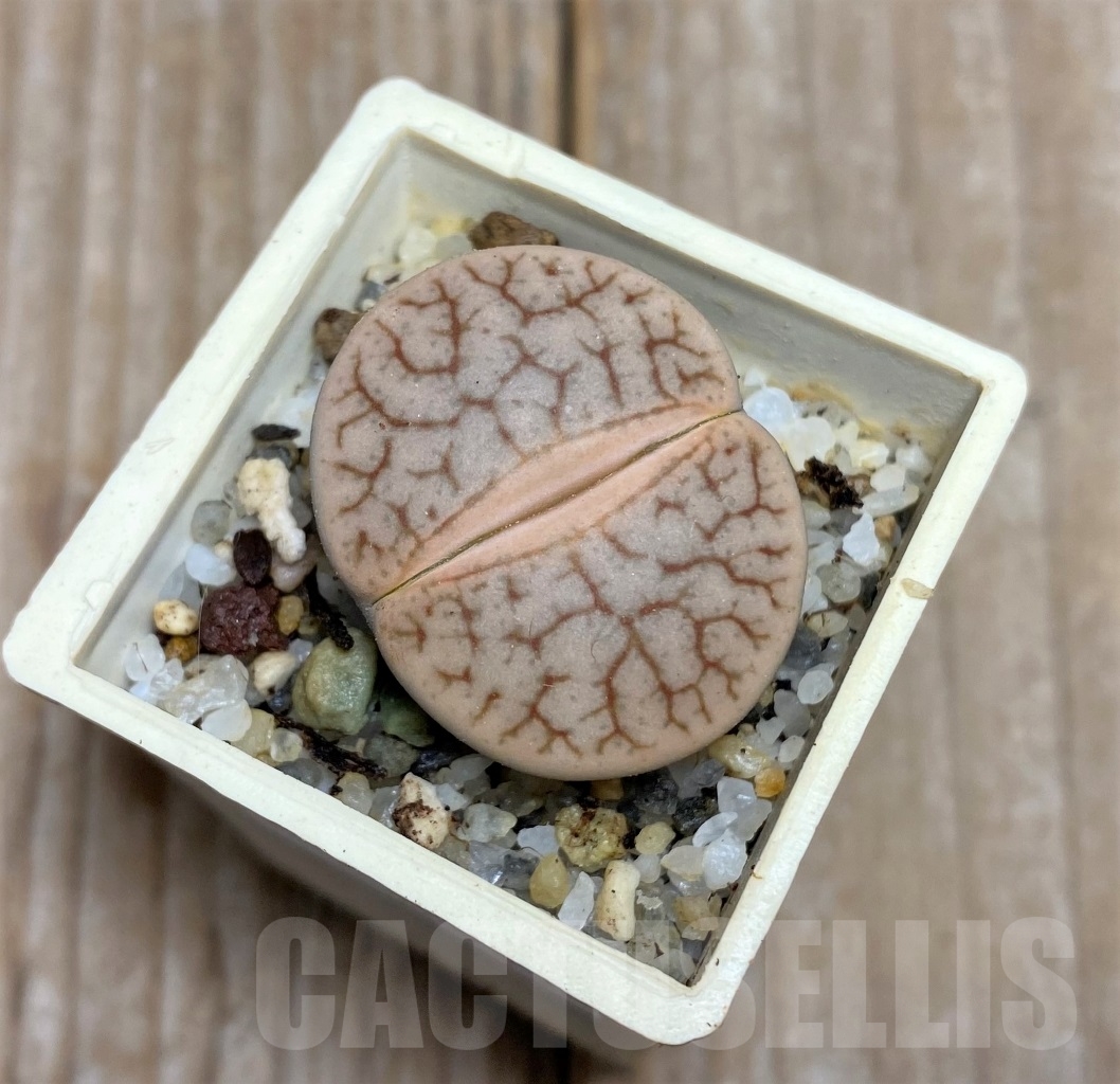 SHPR14647 Lithops pseudotruncatella