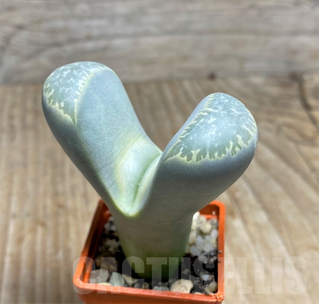 SHPR14649 Lithops naureeniae - Зображення 2