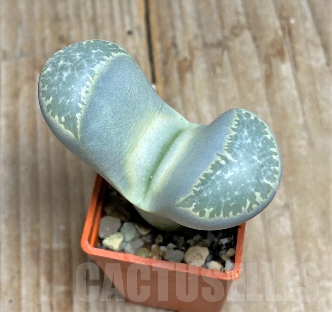 SHPR14649 Lithops naureeniae