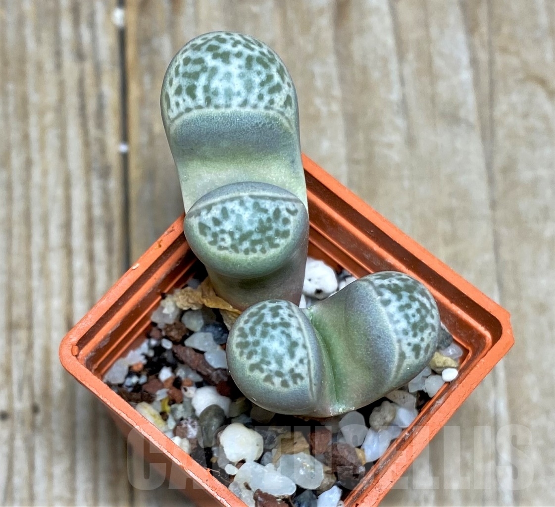 SHPR14650 Lithops helmutii
