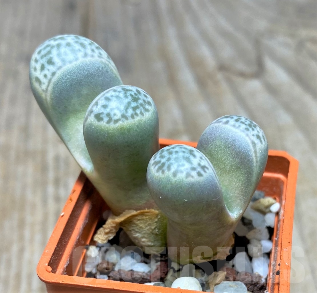 SHPR14650 Lithops helmutii - Зображення 2