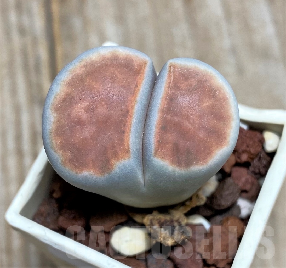 SHPR14652 Lithops karasmontana v. lateritia