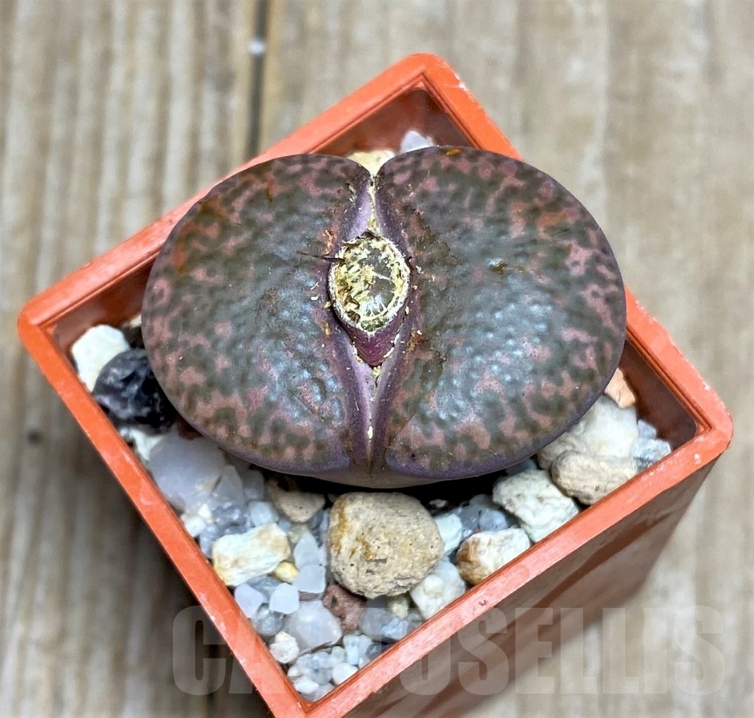 SHPR14653 Lithops bromfieldii v. glaudinae, with seeds capsul