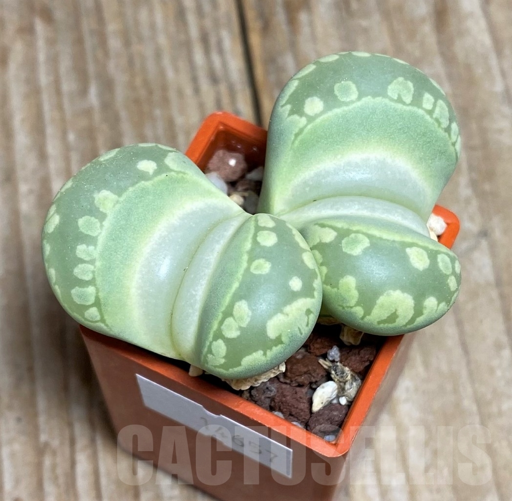 SHPR14657 Lithops otzeniana