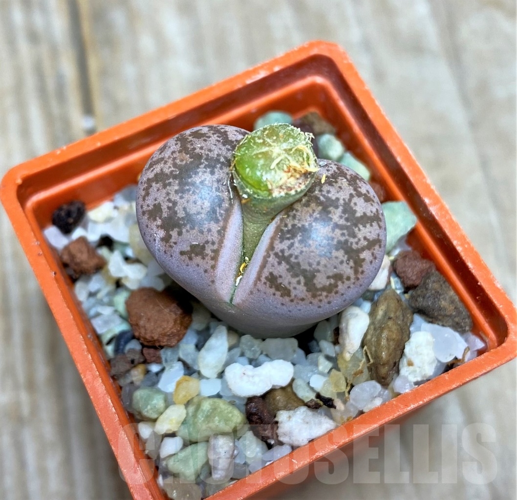 SHPR14664 Lithops coleorum, with seeds capsul