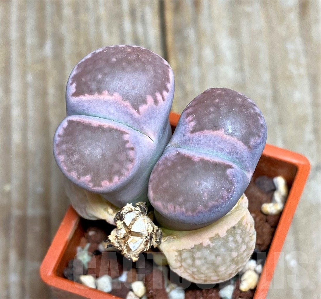 SHPR14670 Lithops salicola 'Sato's Violet'