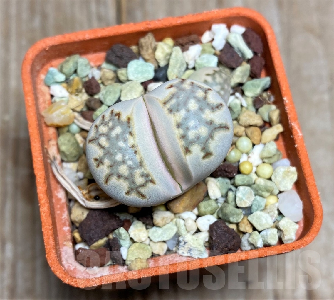 SHPR14697 Lithops julii v. brunnea