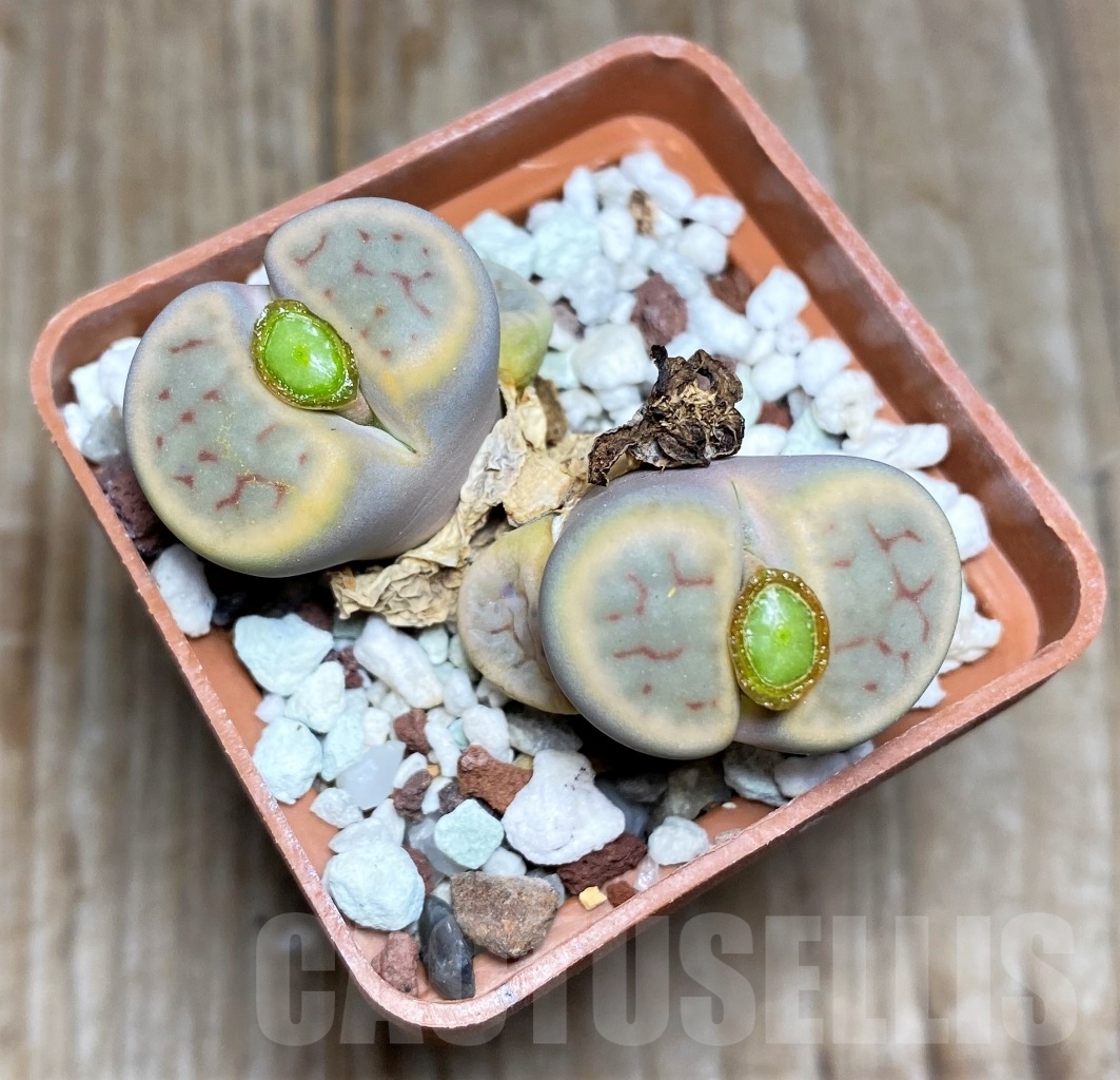 SHPR14698 Lithops schwantesii v. marthae, with seeds capsul