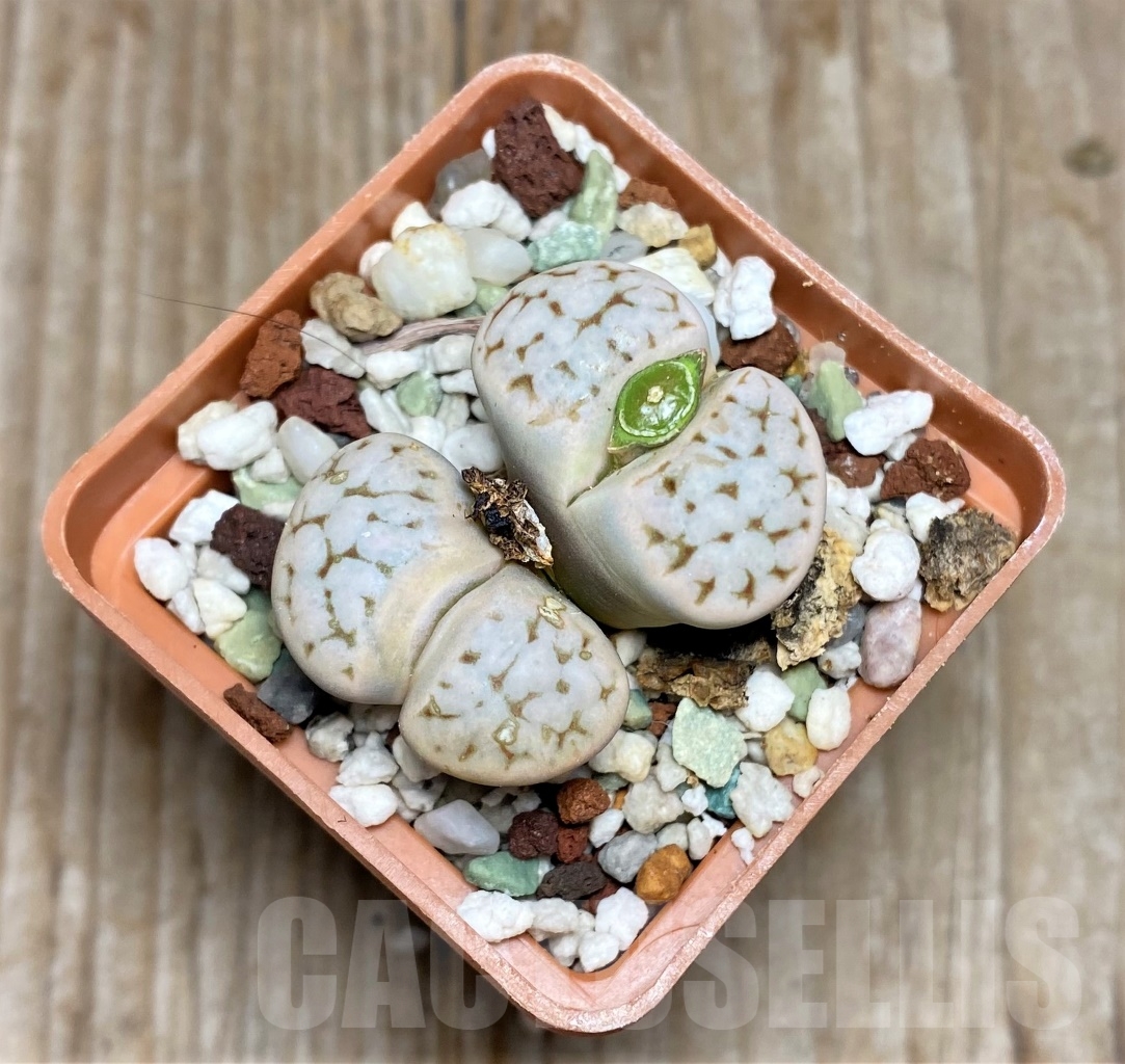 SHPR14701 Lithops karasmontana v. eberlanzii, with seeds capsul