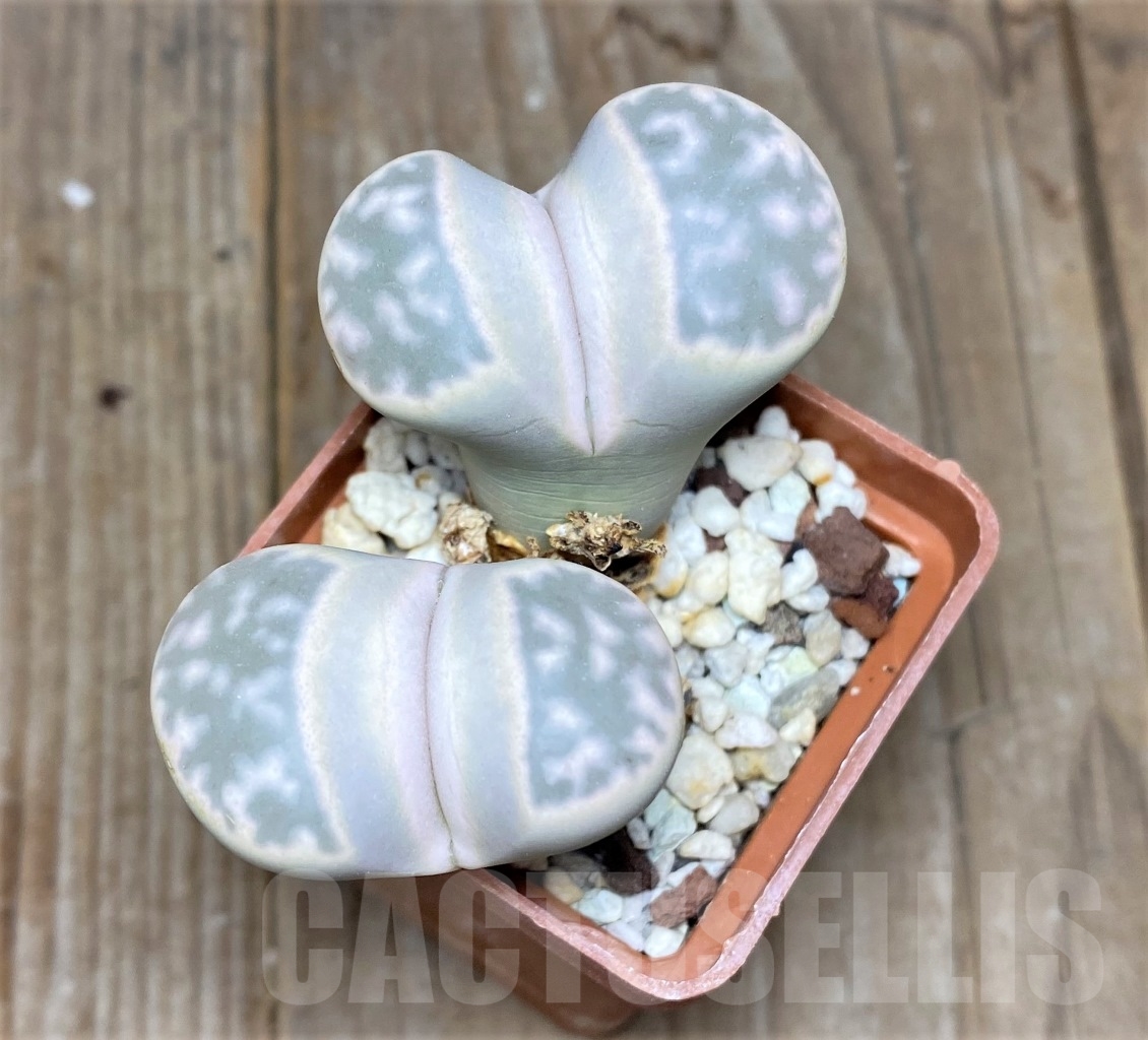 SHPR14707 Lithops karasmontana v. eberlanzii C 208